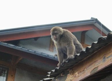 小蜜蜂免费观看