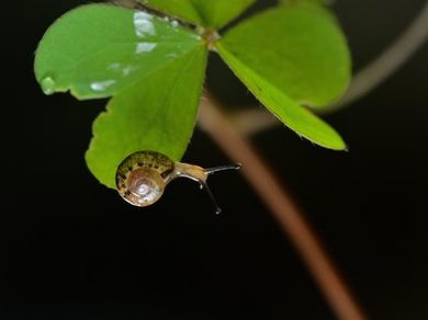 屠宰孕妇开膛破肚视频