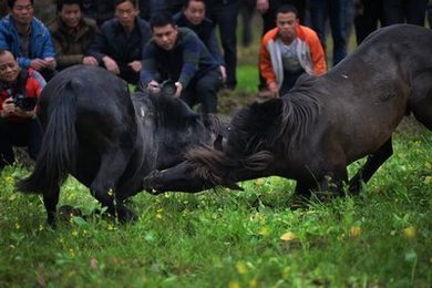 忘忧草已满十八网域永久