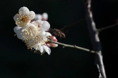 武藤凌香重出江湖