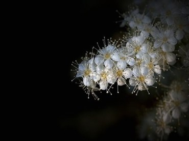 精汁欲滴清炒五花肉