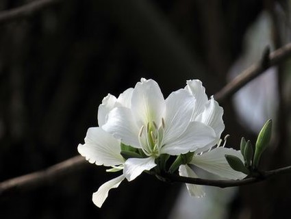 美剧《再造淑女》