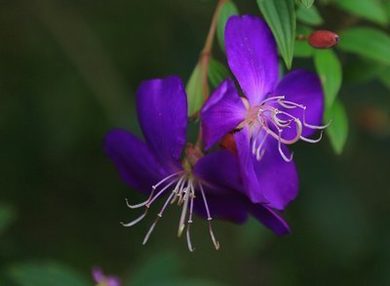 芒果在线观看免费一二区