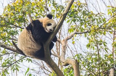 萧策安沈兰舟微博车长截图